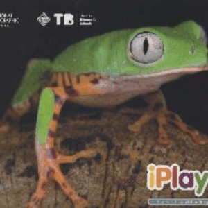 Material de Inglês do Programa Bilíngue - Jardim I
